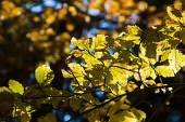 36_Autunno in val d'inferno